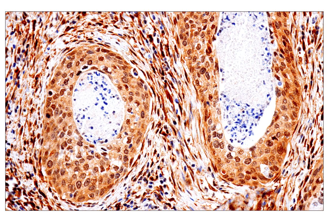 Immunohistochemistry Image 3: PTEN (138G6) Rabbit Monoclonal Antibody (BSA and Azide Free)