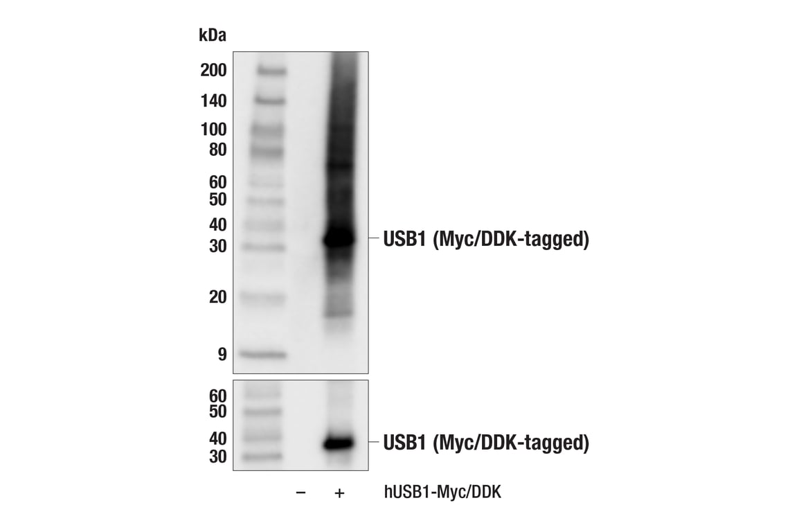 Western Blotting Image 2: USB1 (F4R5D) Rabbit Monoclonal Antibody
