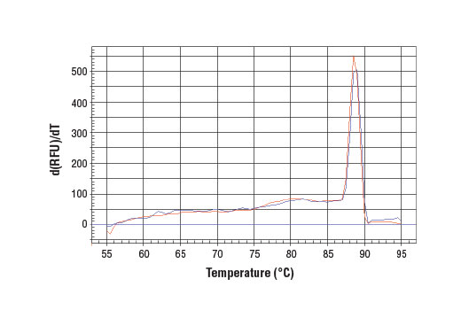 Chromatin Immunoprecipitation Image 1: SimpleChIP<sup>®</sup> Mouse PER1 Intron 1 Primers