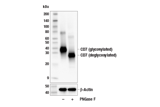Western Blotting Image 2: CD7 (E4G1Q) Rabbit Monoclonal Antibody