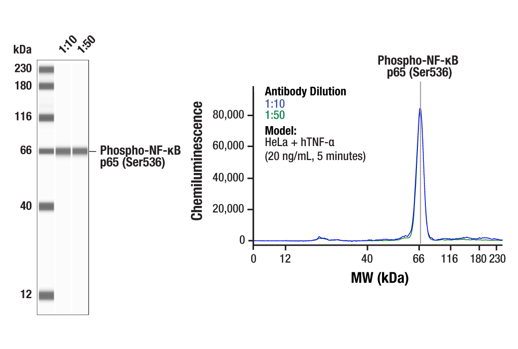 Western Blotting Image 1: Phospho-NF-kappaB p65 (Ser536) (93H1) Rabbit Monoclonal Antibody