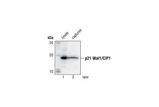 ELISA Image 3: PathScan<sup>®</sup> Total p21 Waf1/Cip1 Sandwich ELISA Kit