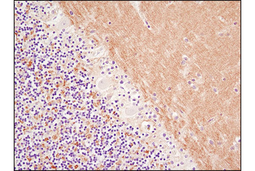 Immunohistochemistry Image 3: Synapsin-1 (D12G5) Rabbit Monoclonal Antibody (BSA and Azide Free)