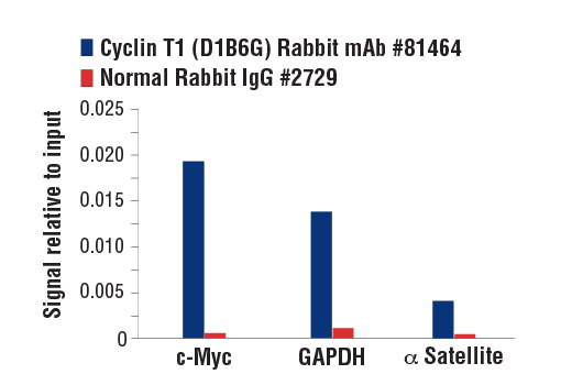 Chromatin Immunoprecipitation Image 1: Cyclin T1 (D1B6G) Rabbit Monoclonal Antibody