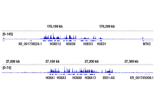 CUT & RUN Image 2: CBX8 (D2O8C) Rabbit Monoclonal Antibody