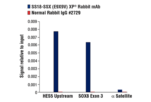 Chromatin Immunoprecipitation Image 3: SS18-SSX (E9X9V) XP<sup>®</sup> Rabbit mAb