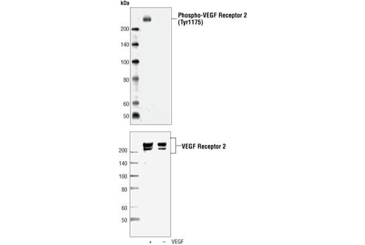 Western Blotting Image 2: Phospho-VEGF Receptor 2 (Tyr1175) (19A10) Rabbit Monoclonal Antibody (BSA and Azide Free)