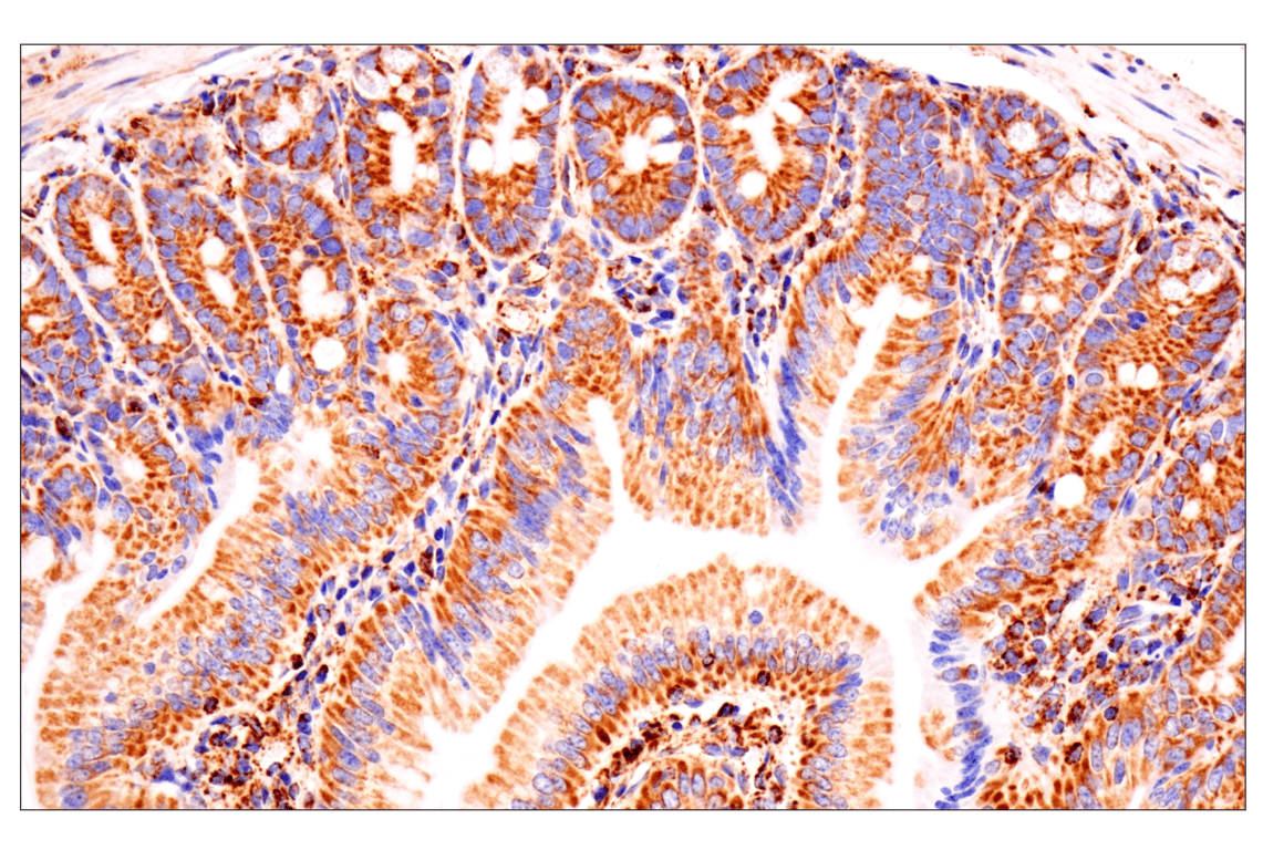 Immunohistochemistry Image 3: TSPO (F5B8F) Rabbit Monoclonal Antibody