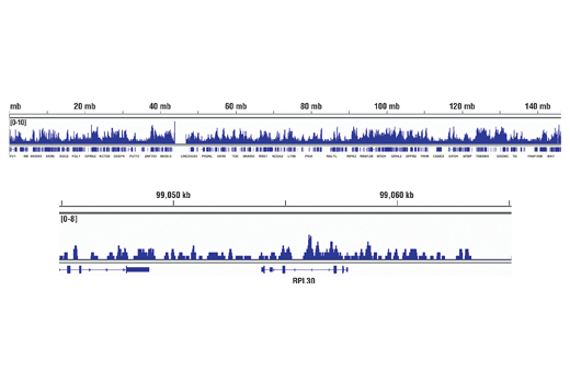 Chromatin Immunoprecipitation Image 2: Acetyl-Histone H3 (Lys36) (D9T5Q)<sup> </sup> Rabbit Monoclonal Antibody