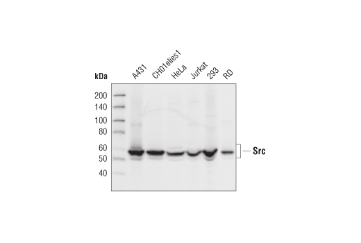 undefined Image 6: Src Antibody Sampler Kit