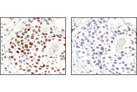 Immunohistochemistry Image 3: Phospho-CREB (Ser133) (87G3) Rabbit Monoclonal Antibody
