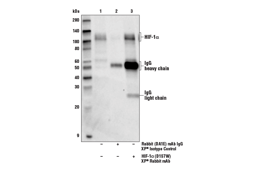 Immunoprecipitation Image 1: HIF-1 alpha (D1S7W) Rabbit Monoclonal Antibody