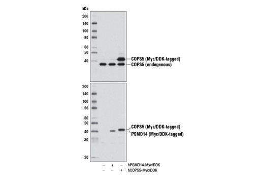 Western Blotting Image 2: COPS5 (D15G6) Rabbit Monoclonal Antibody