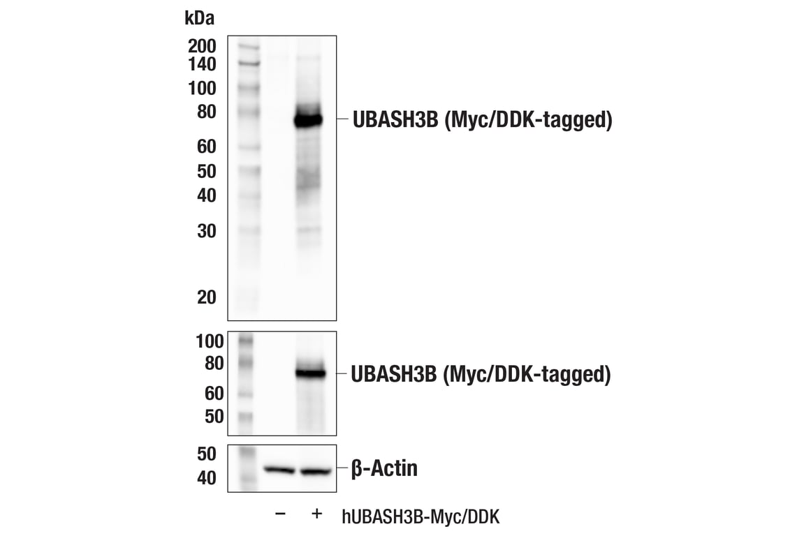 Western Blotting Image 2: UBASH3B (E1A8Y) Rabbit Monoclonal Antibody