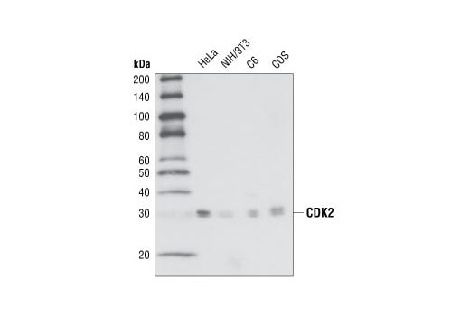 Western Blotting Image 1: CDK2 (78B2) Rabbit mAb (BSA and Azide Free)