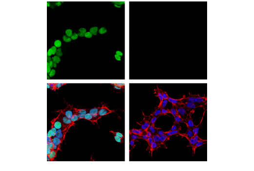 Immunofluorescence Image 1: PRDM14 (E1D5S) Rabbit Monoclonal Antibody