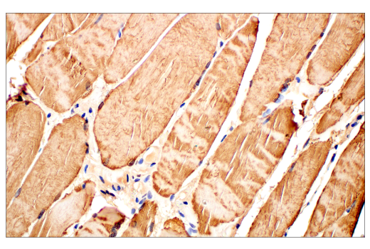 Immunohistochemistry Image 7: HSP20 (E6O7A) Rabbit Monoclonal Antibody