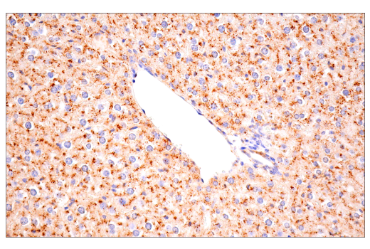 Immunohistochemistry Image 1: Cathepsin D (E7Z4L) XP<sup>®</sup> Rabbit mAb (BSA and Azide Free)