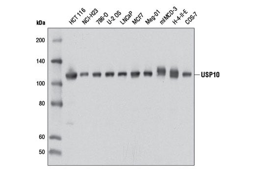 Western Blotting Image 2: USP10 (D7A5) Rabbit Monoclonal Antibody