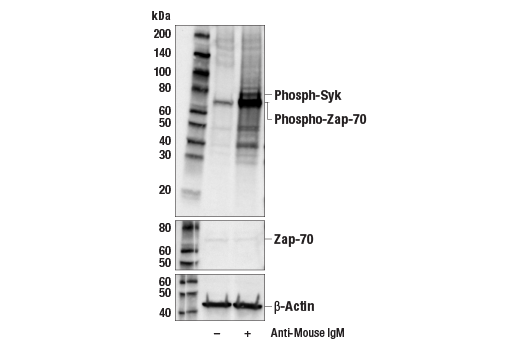 undefined Image 2: Goat Anti-Mouse IgM, F(ab')2 Antibody (Low Endotoxin, Azide-free)