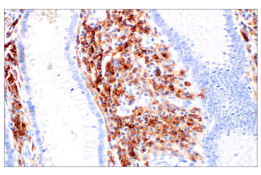 Immunohistochemistry Image 4: Fc-gammaRIIB (E4D2F) Rabbit Monoclonal Antibody (BSA and Azide Free)
