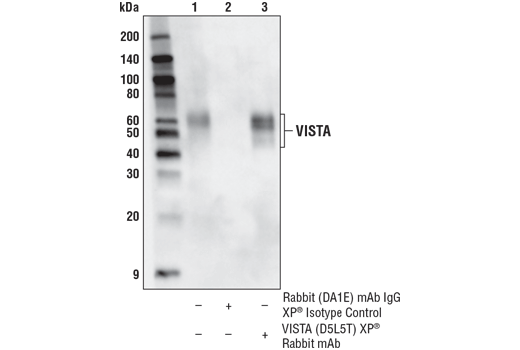 Immunoprecipitation Image 1: VISTA (D5L5T) Rabbit Monoclonal Antibody