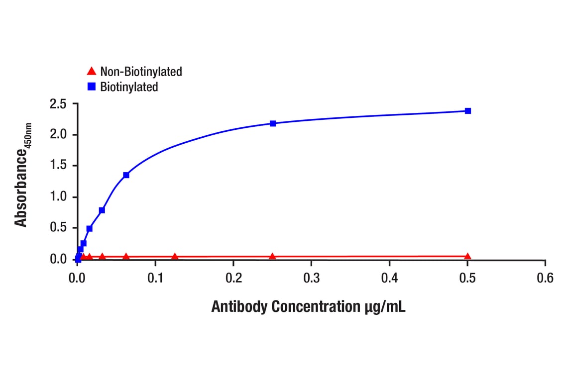 E Image 1: Stat3 (D3Z2G) Rabbit Monoclonal Antibody (Biotinylated)