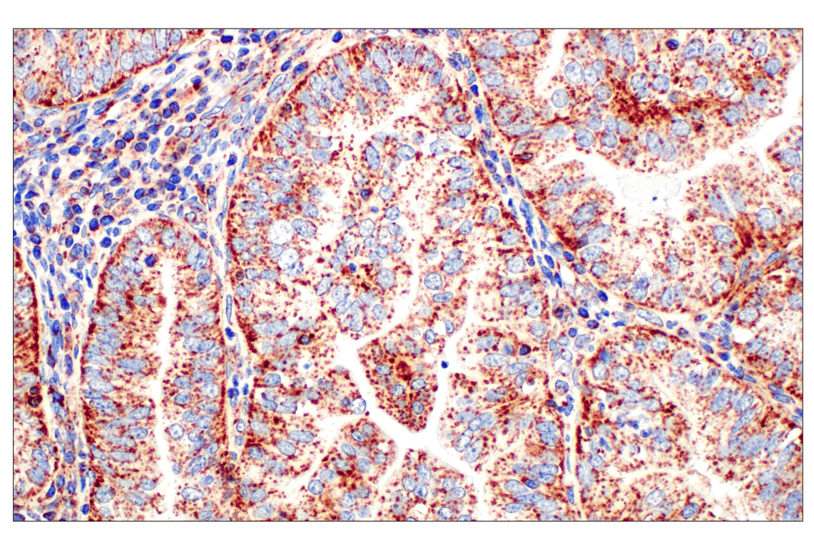 Immunohistochemistry Image 1: Frataxin (F4V2S) Rabbit Monoclonal Antibody