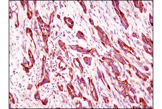 Immunohistochemistry Image 1: eIF4GI (D6A6) Rabbit Monoclonal Antibody
