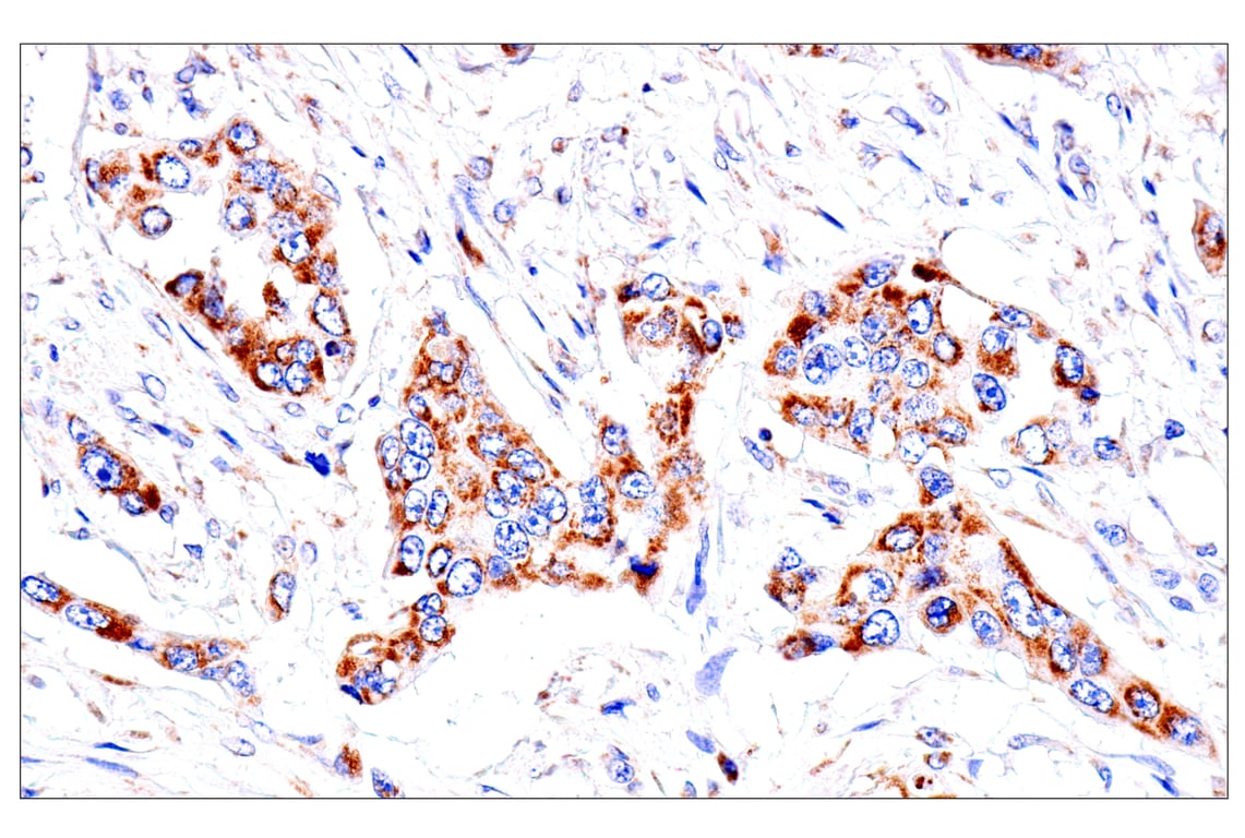 Immunohistochemistry Image 3: SLC25A1 (E7B2B) Rabbit Monoclonal Antibody