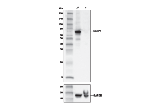 Western Blotting Image 2: G3BP1 (E9G1M) Rabbit Monoclonal Antibody