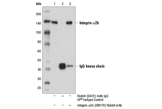 Immunoprecipitation Image 1: Integrin alpha-2b (D8V7H) Rabbit Monoclonal Antibody