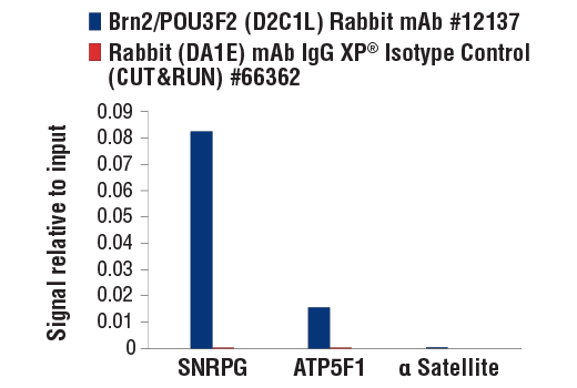 CUT & RUN Image 3: Brn2/POU3F2 (D2C1L) Rabbit Monoclonal Antibody