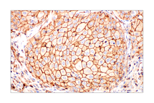 Immunohistochemistry Image 5: Phospho-Tyrosine Mouse Monoclonal Antibody (P-Tyr-100)