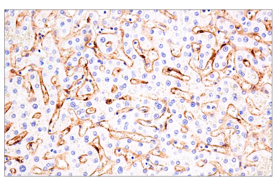 Immunohistochemistry Image 5: Claudin-5 (E5D9Y) Rabbit Monoclonal Antibody