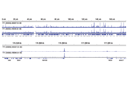 Chromatin Immunoprecipitation Image 2: YY1 (D3D4Q) Rabbit Monoclonal Antibody