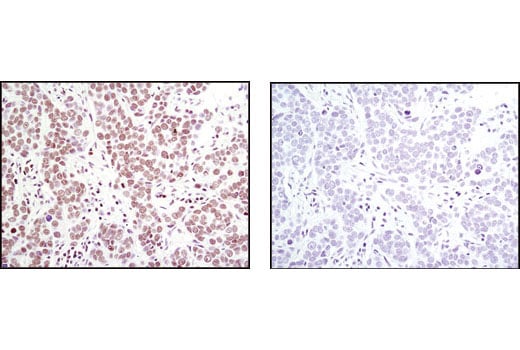 Immunohistochemistry Image 1: Histone H4 (L64C1) Mouse Monoclonal Antibody (BSA and Azide Free)