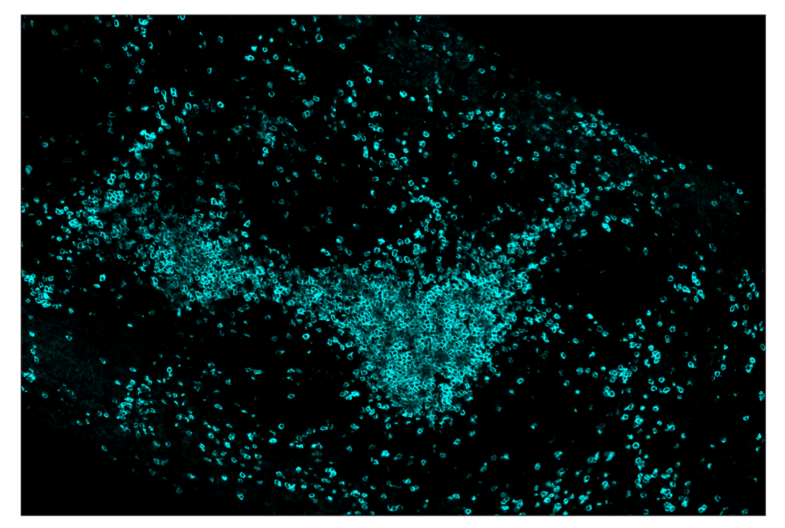 Immunohistochemistry Image 5: CD3 epsilon (E4T1B) & CO-0048-647 SignalStar<sup>™</sup> Oligo-Antibody Pair