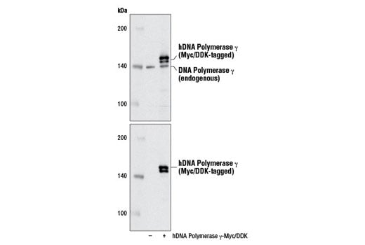 Western Blotting Image 3: DNA Polymerase gamma (D1Y6R) Rabbit Monoclonal Antibody