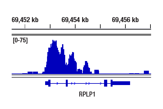 CUT & RUN Image 1: POU2F3 (E5N2D) Rabbit Monoclonal Antibody