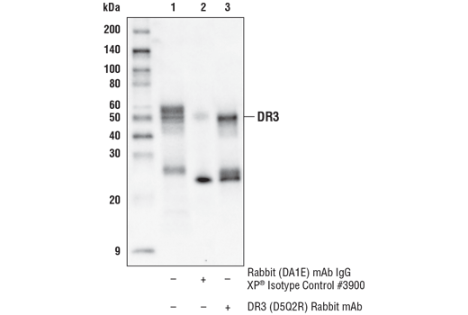 Immunoprecipitation Image 1: DR3 (D5Q2R) Rabbit Monoclonal Antibody