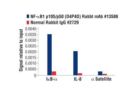 undefined Image 43: NF-kappaB Family Antibody Sampler Kit II