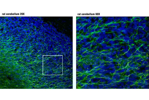 Immunofluorescence Image 1: MAG (D4G3) Rabbit Monoclonal Antibody