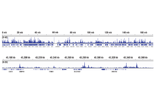 Chromatin Immunoprecipitation Image 2: Aiolos (D1C1E) Rabbit Monoclonal Antibody