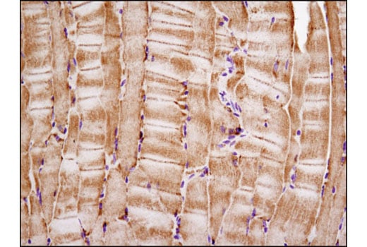 Immunohistochemistry Image 2: Cytochrome c (D18C7) Rabbit Monoclonal Antibody (BSA and Azide Free)