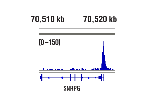 CUT & RUN Image 1: Brn2/POU3F2 (D2C1L) Rabbit Monoclonal Antibody