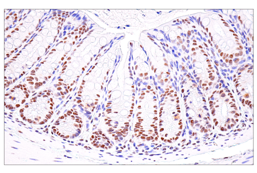 Immunohistochemistry Image 11: USP39 (E8U2M) Rabbit Monoclonal Antibody