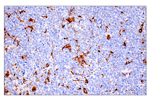 Immunohistochemistry Image 1: CD68 (E3O7V) Rabbit Monoclonal Antibody