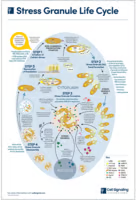 Stress Granule Life Cycle Diagram
