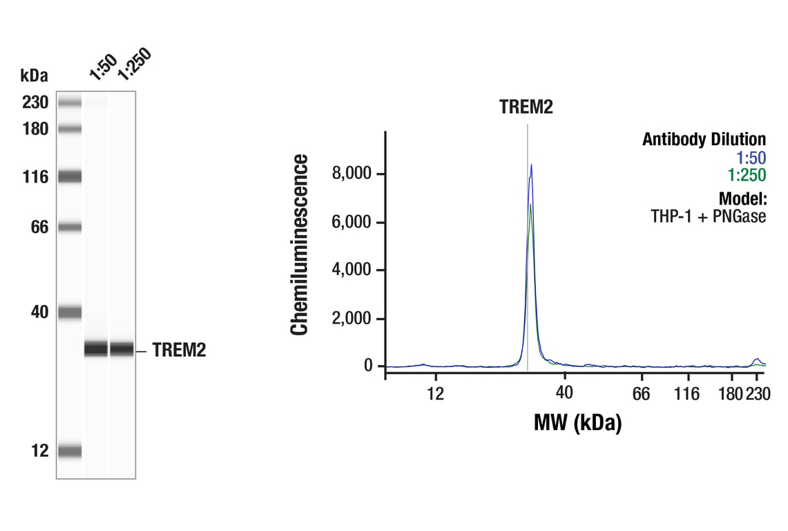 Western Blotting Image 1: TREM2 (D8I4C) Rabbit Monoclonal Antibody